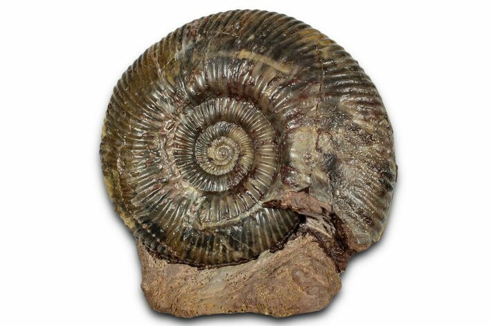 Jurassic Ammonite Fossil - Sengenthal, Germany #357385
